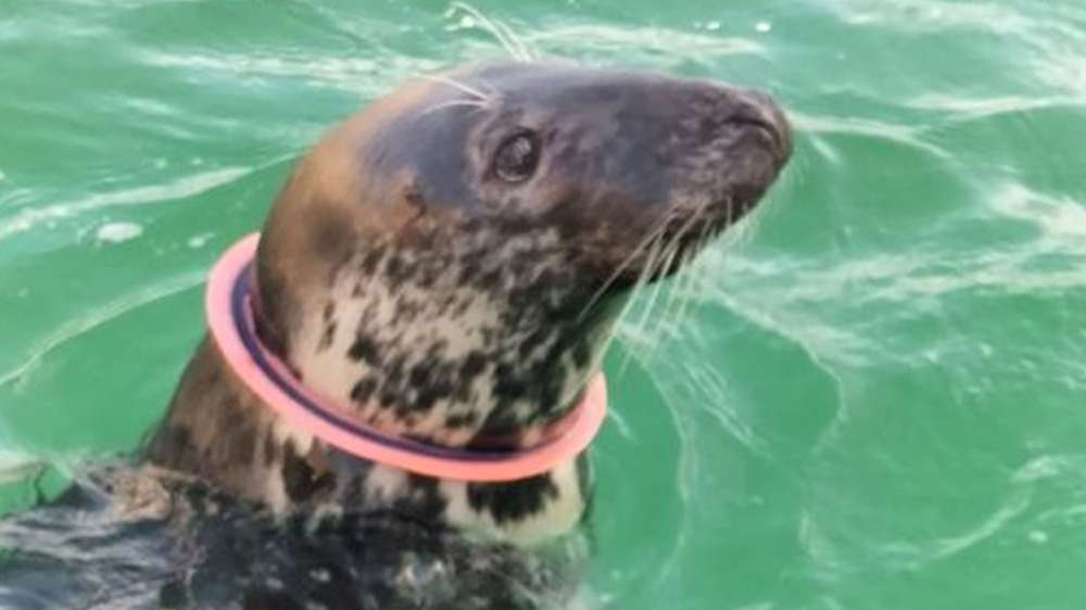 Seal Rescue in St Ives Harbour