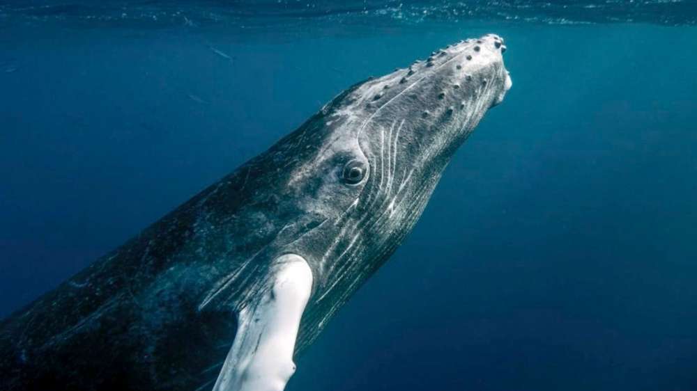 Humpback Whale Spotted off the Coast of St Ives