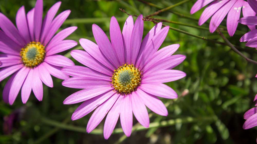 Award Winning Cornish Gardens