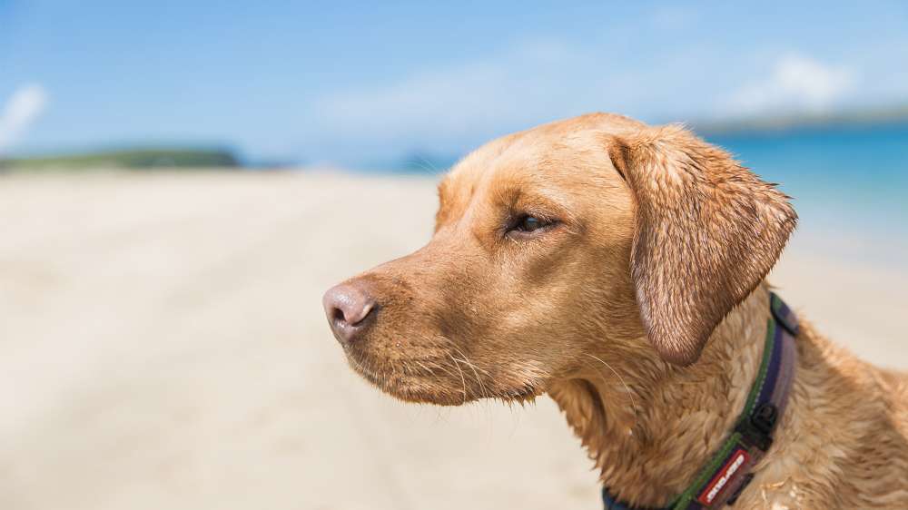 Dog Friendly Beaches