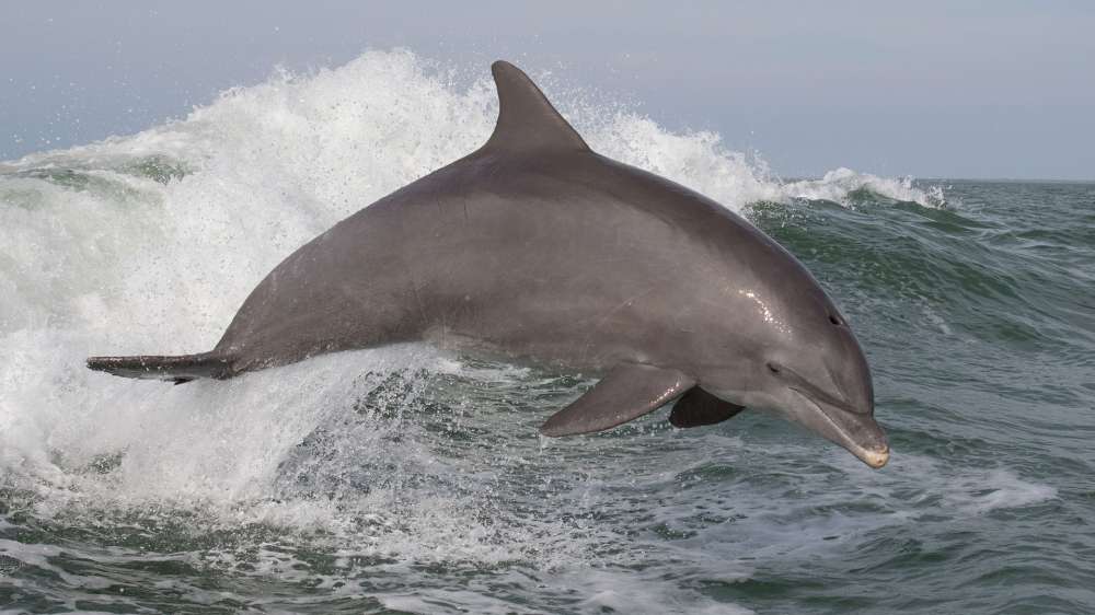 An appeal to save Cornwalls Dolphins and Porpoises