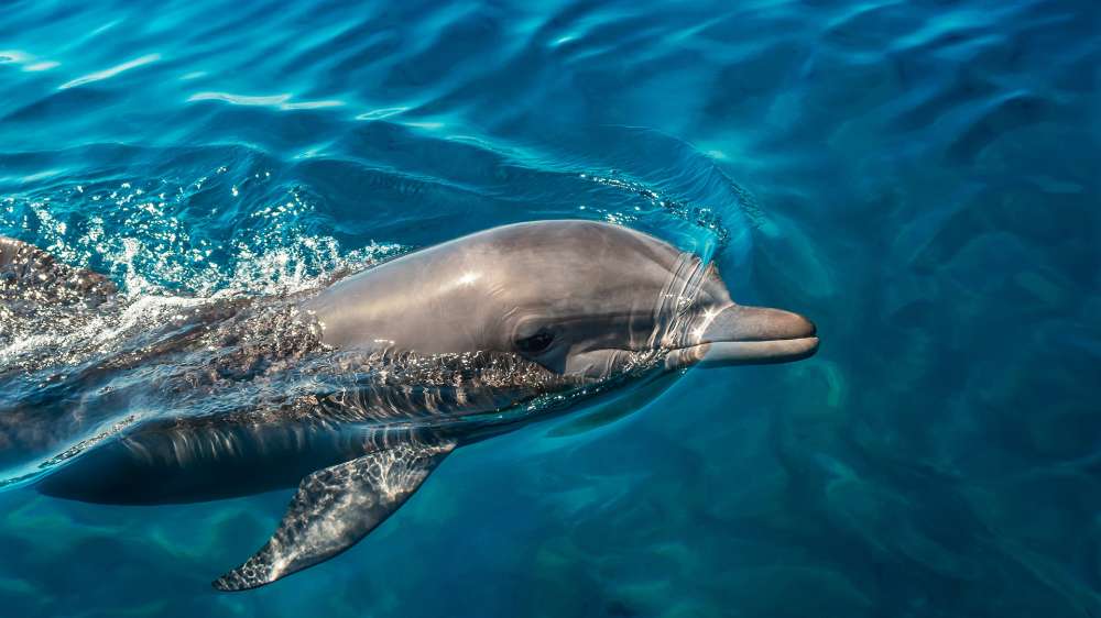 Nick The Dolphin Visits Hayle Harbour