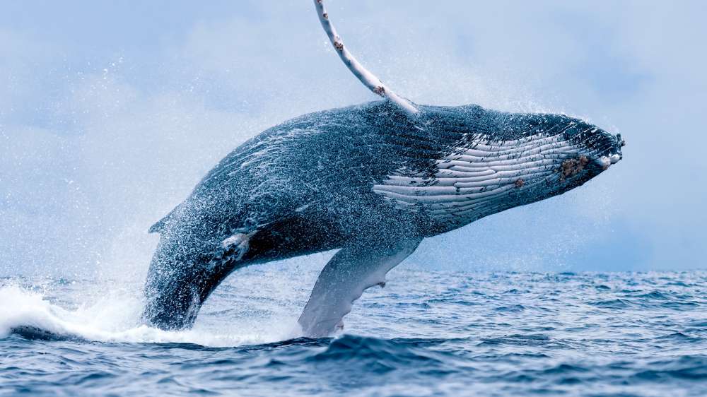 Humpback Whale Seen in St Ives Bay