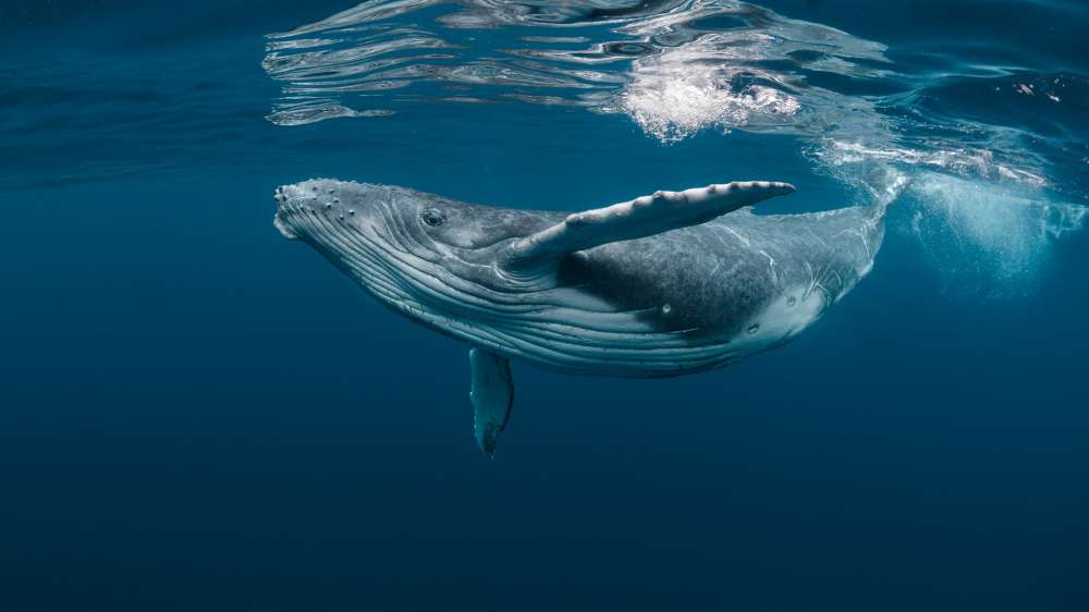 Rare Sighting of Humpback Whales Delights Off the Coast of Falmouth