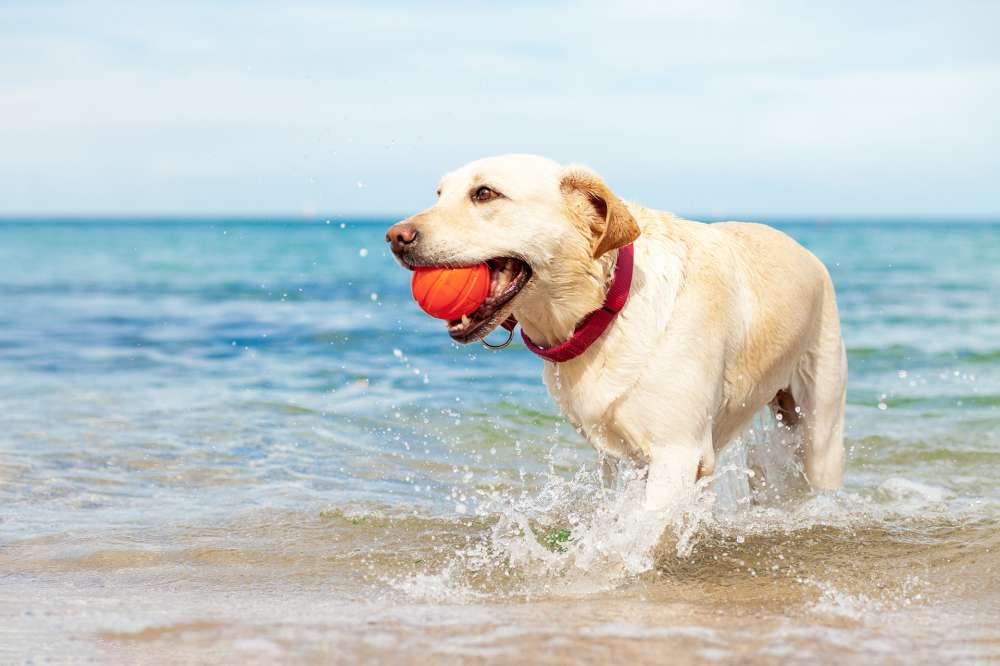 Seasonal Dog Restrictions Begin on Cornwall Beaches