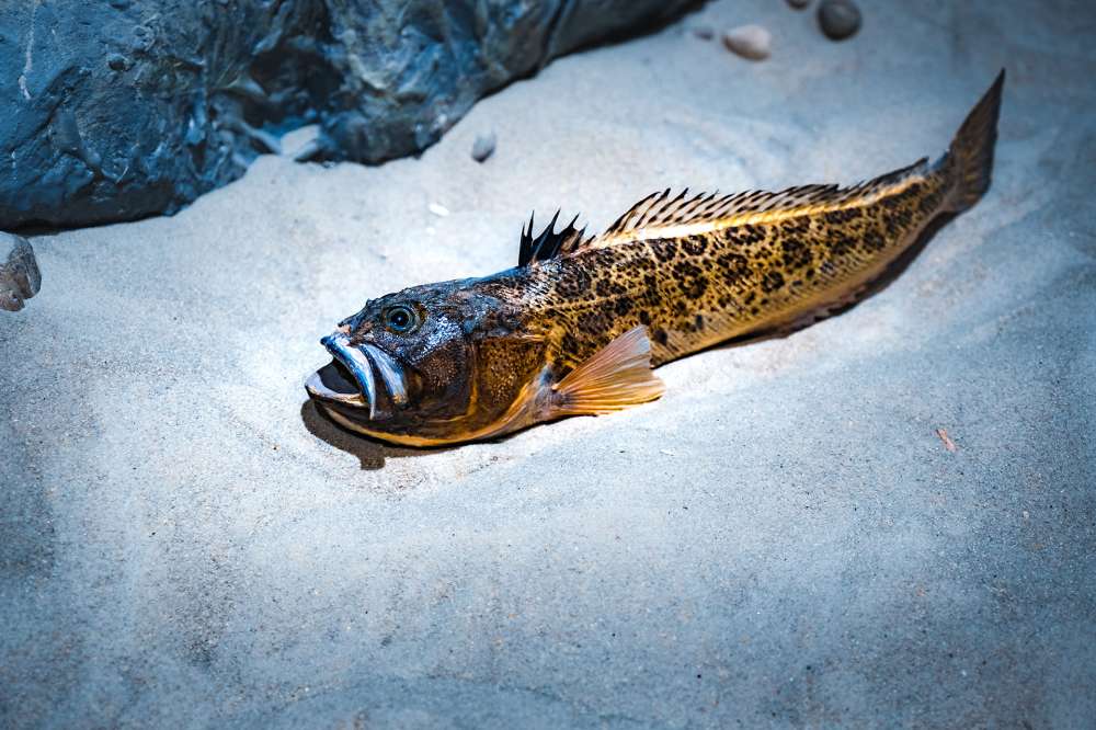 Weever Fish Warning Issued as Sting Reports Rise on Cornwall Beaches