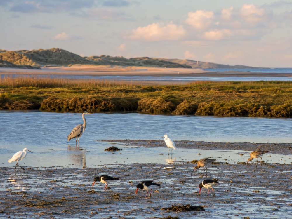 Autumn Wildlife Around Hayle Estuary and Godrevy
