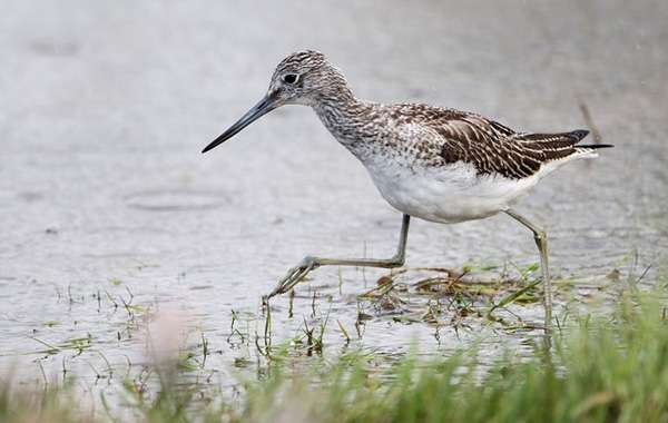 RSPB Sanctuary, Hayle