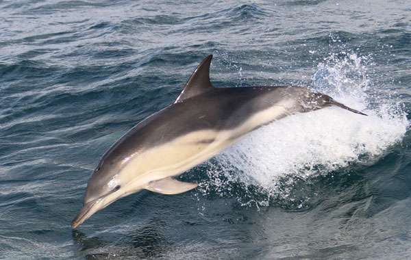 Wildlife Boat Safari